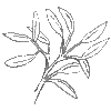 Illustration of an evergreen plant with all of it's leaves on.