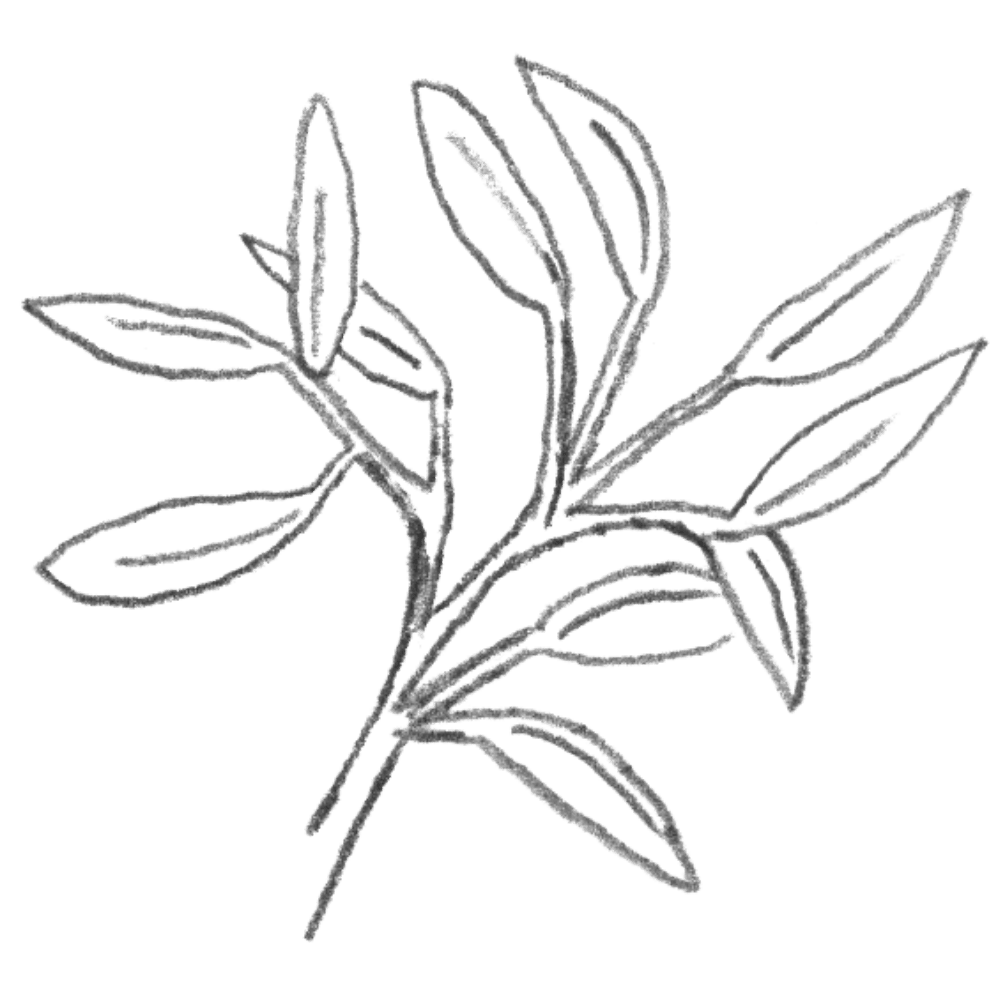 Illustration of an evergreen plant with all of it's leaves on.