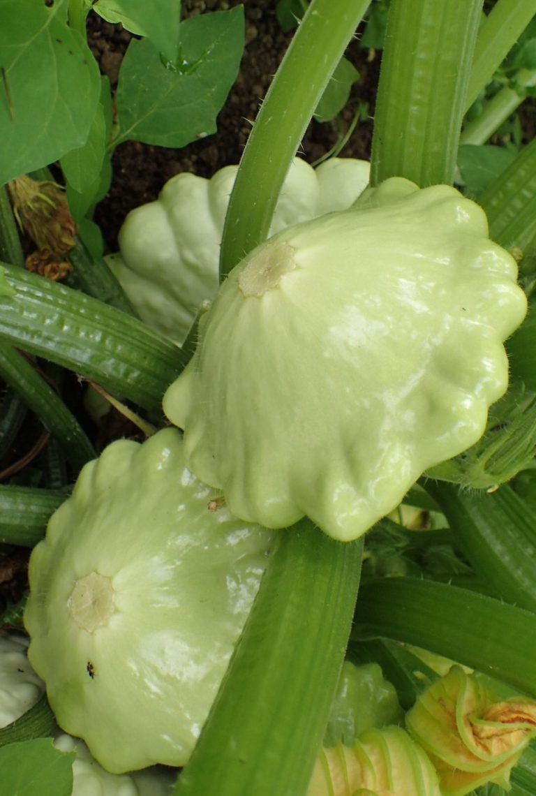 Close up of freshly grown Patty Pan Flying Squashes nestled amongst greenery.