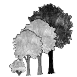 Illustration of a row of trees with a large tree.