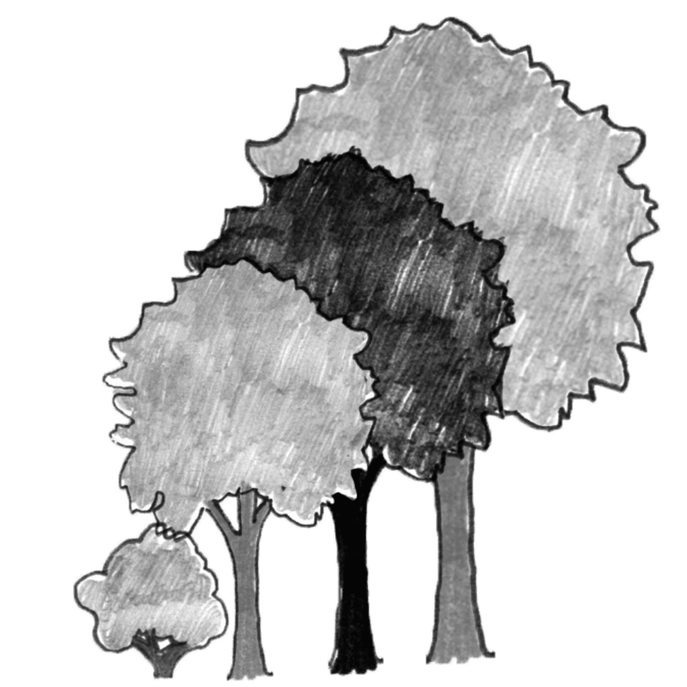 Illustration of a row of trees with a medium tree.