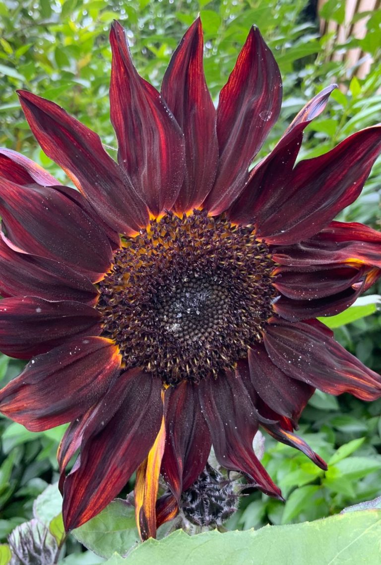 Close up of large dark red Sunflower growing amongst greenery outside.