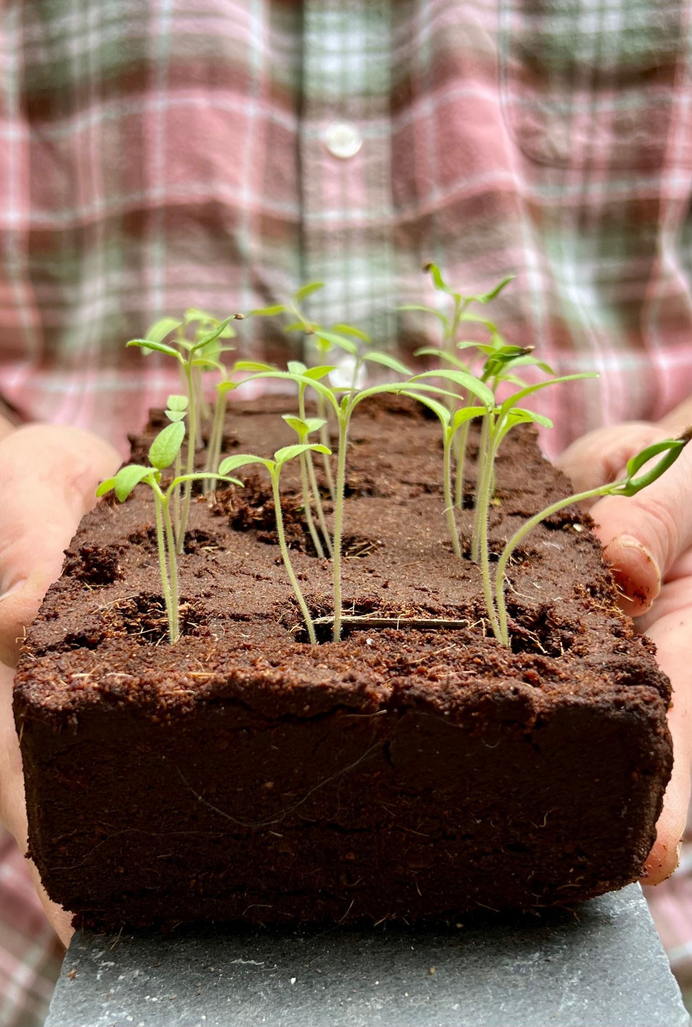 The Weird Veg Growbar sprouting after a few weeks of germination being held by two hands.