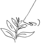 Illustration of a nose smelling the scent of a plant.