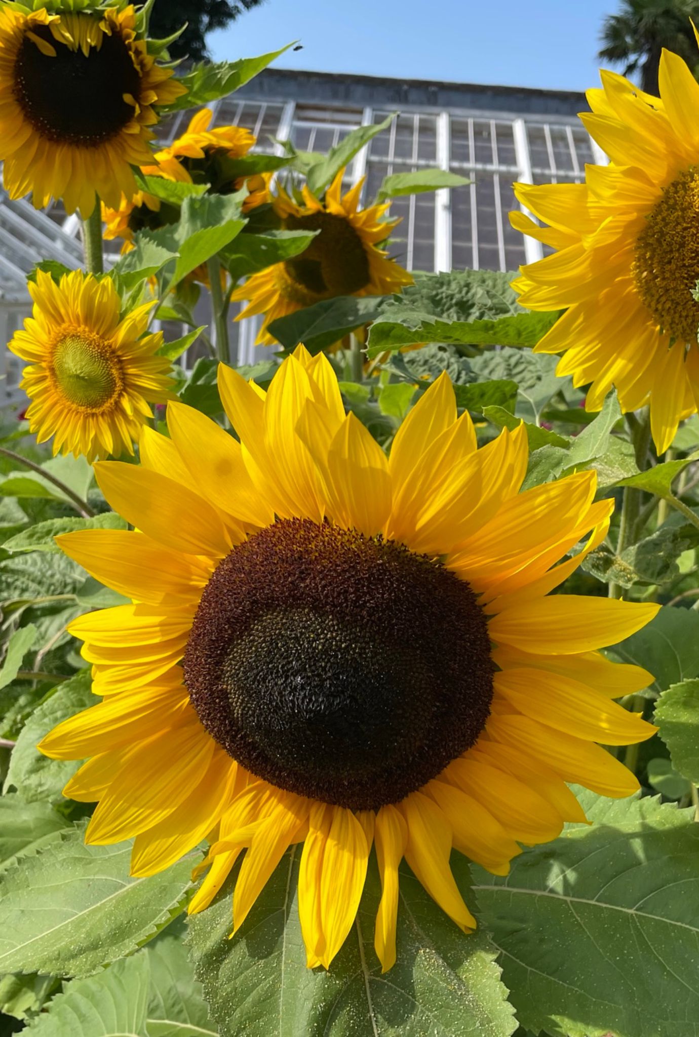 Multiple large yellow Sunflowers growing amongst greenery outside in the sunshine. Greenhouse and clear blue sky in the background.