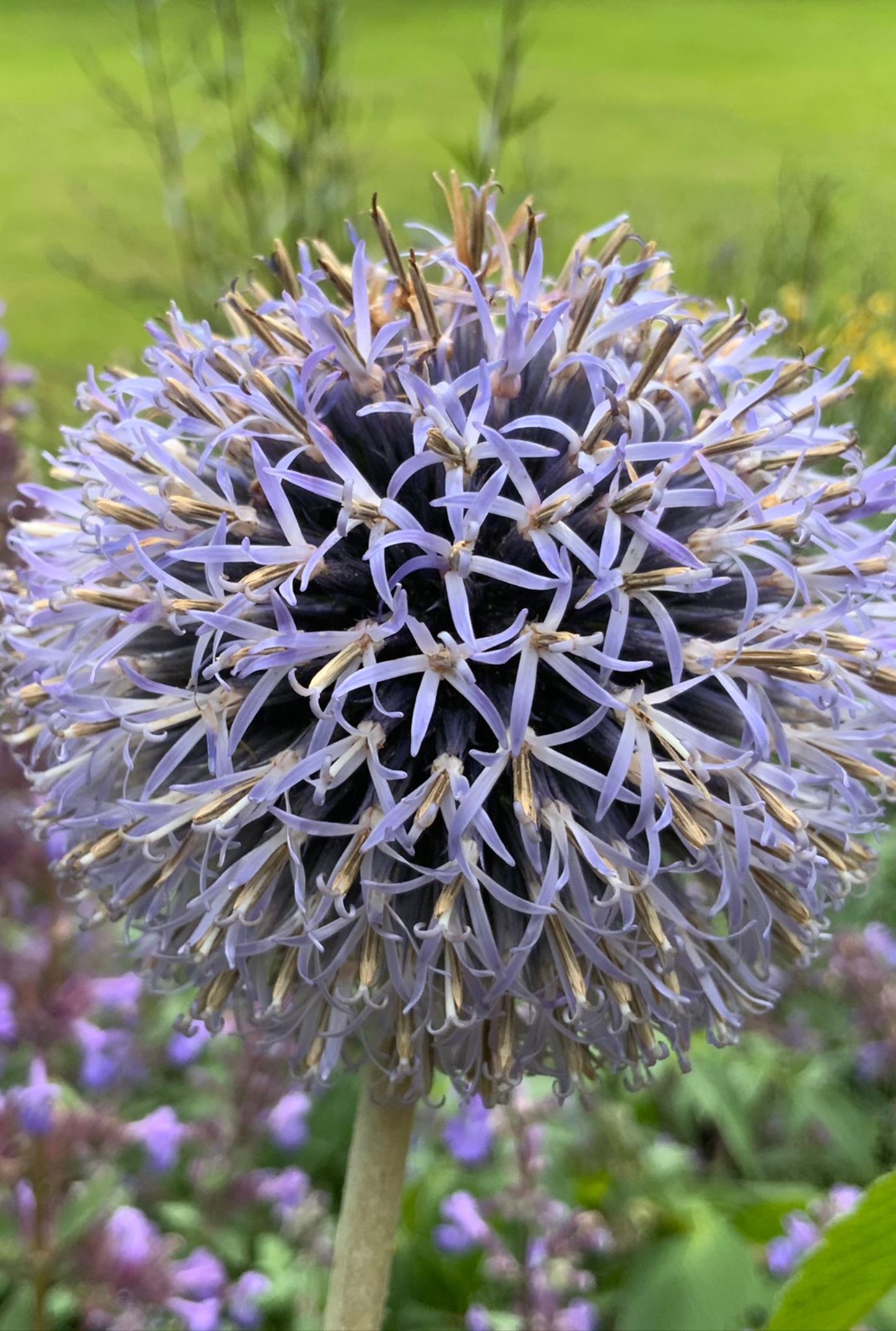 Close up of purple flowers blossoming on a Globe Thistle plant with green grass in the background.