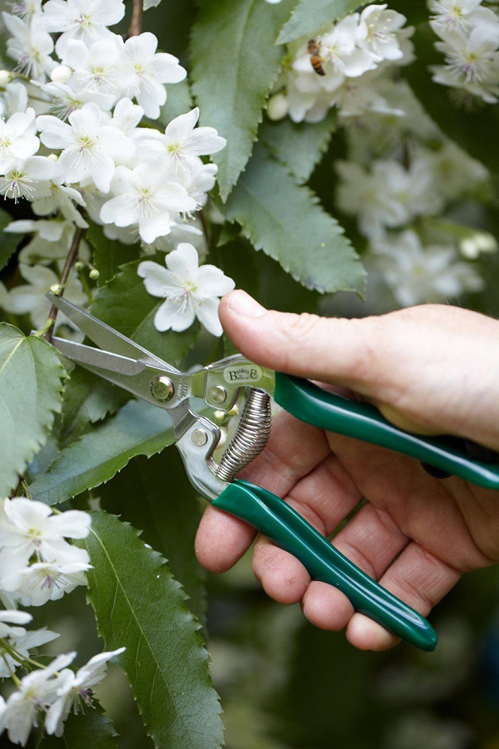 A green garden scissors held by a hand in front of a crab apple tree with white blossom.