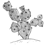 Cactus illustration for Dry Garden.