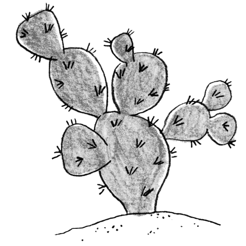 Cactus illustration for Dry Garden.