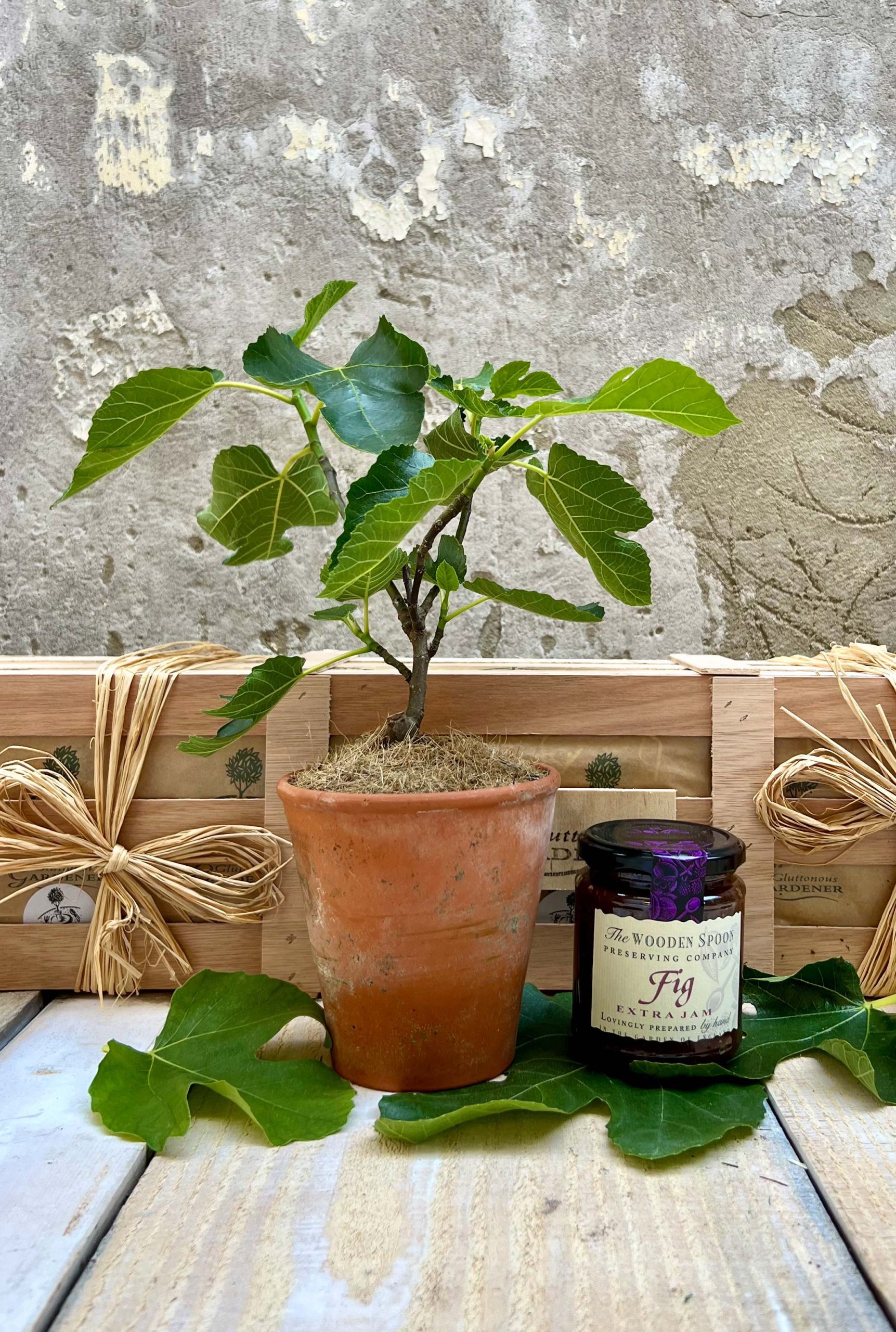 Young Fig tree in terracotta pot with jar of fig jam.