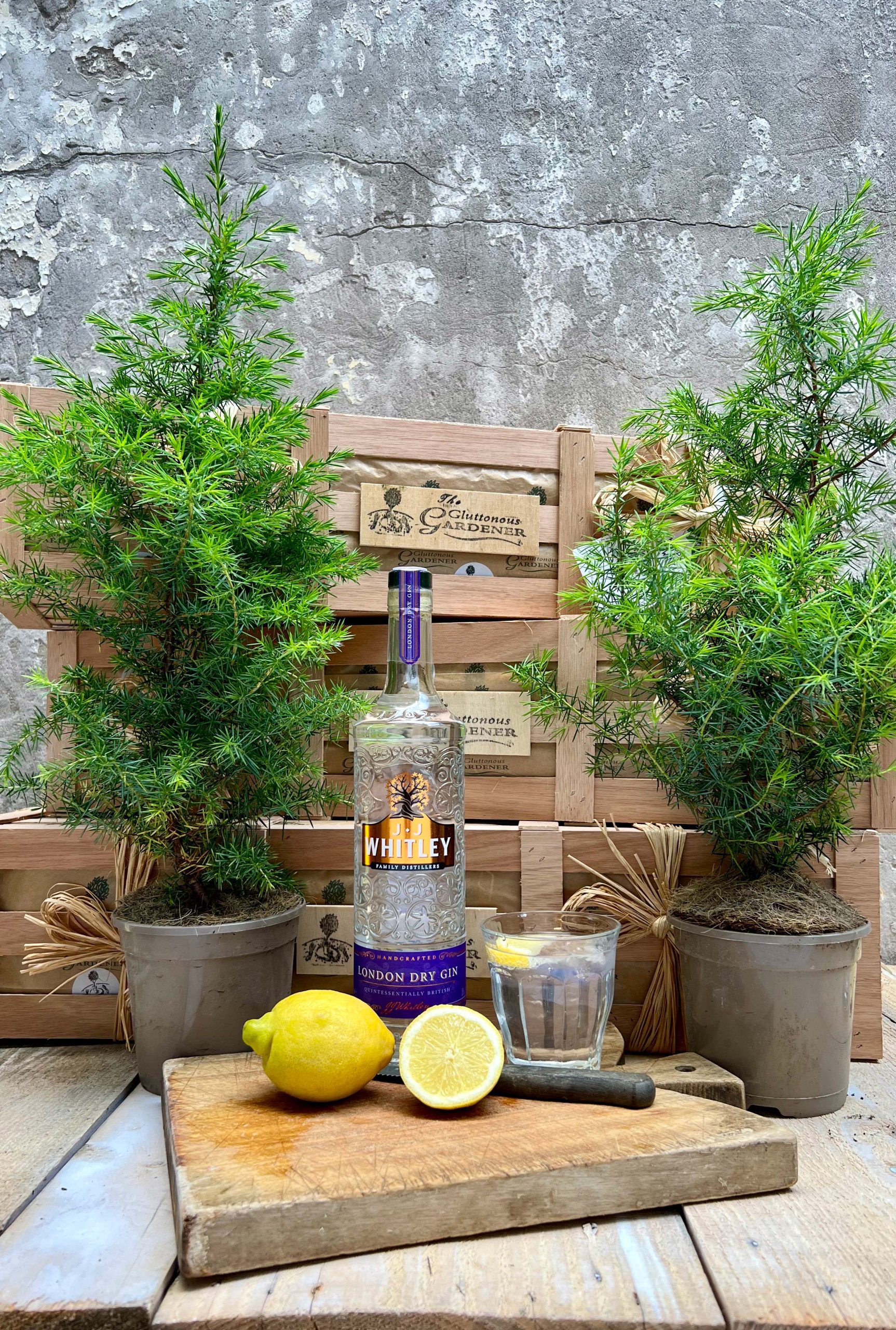 Bottle of Gin on chopping board with lemons, glass and knife with wooden crates and two potted Gin Drinkers trees in the background.