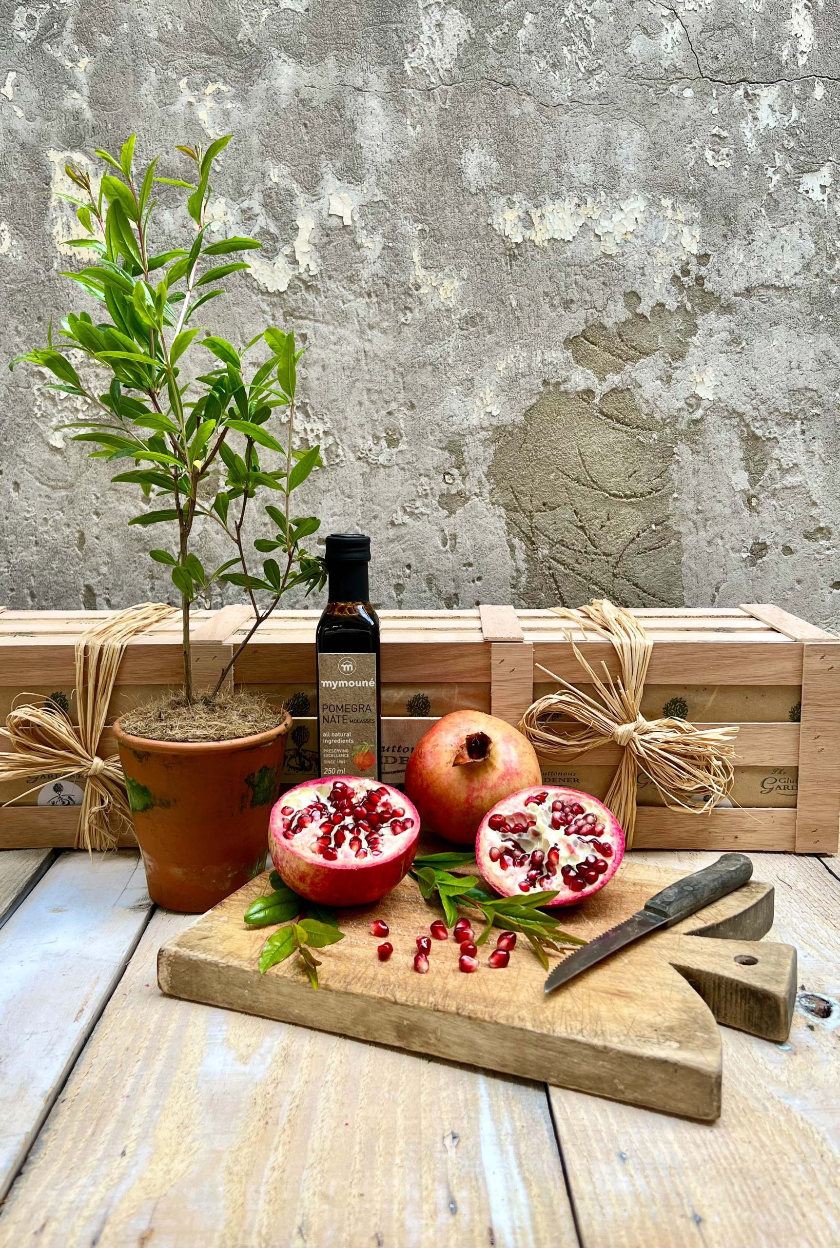 Young Pomegranate tree in terracotta pot next to pomegranate molasses and a sliced pomegranate.