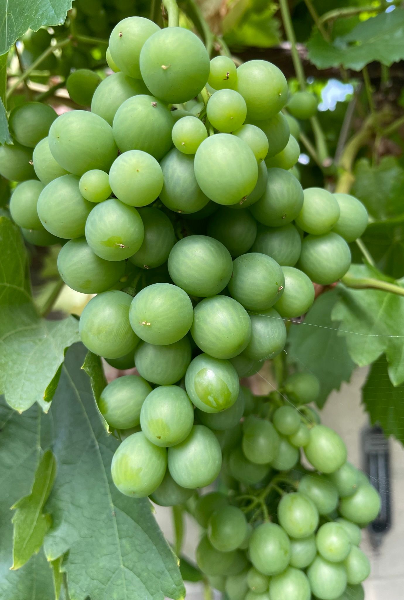 Close up of multiple green Grapes growing outside on a vine.