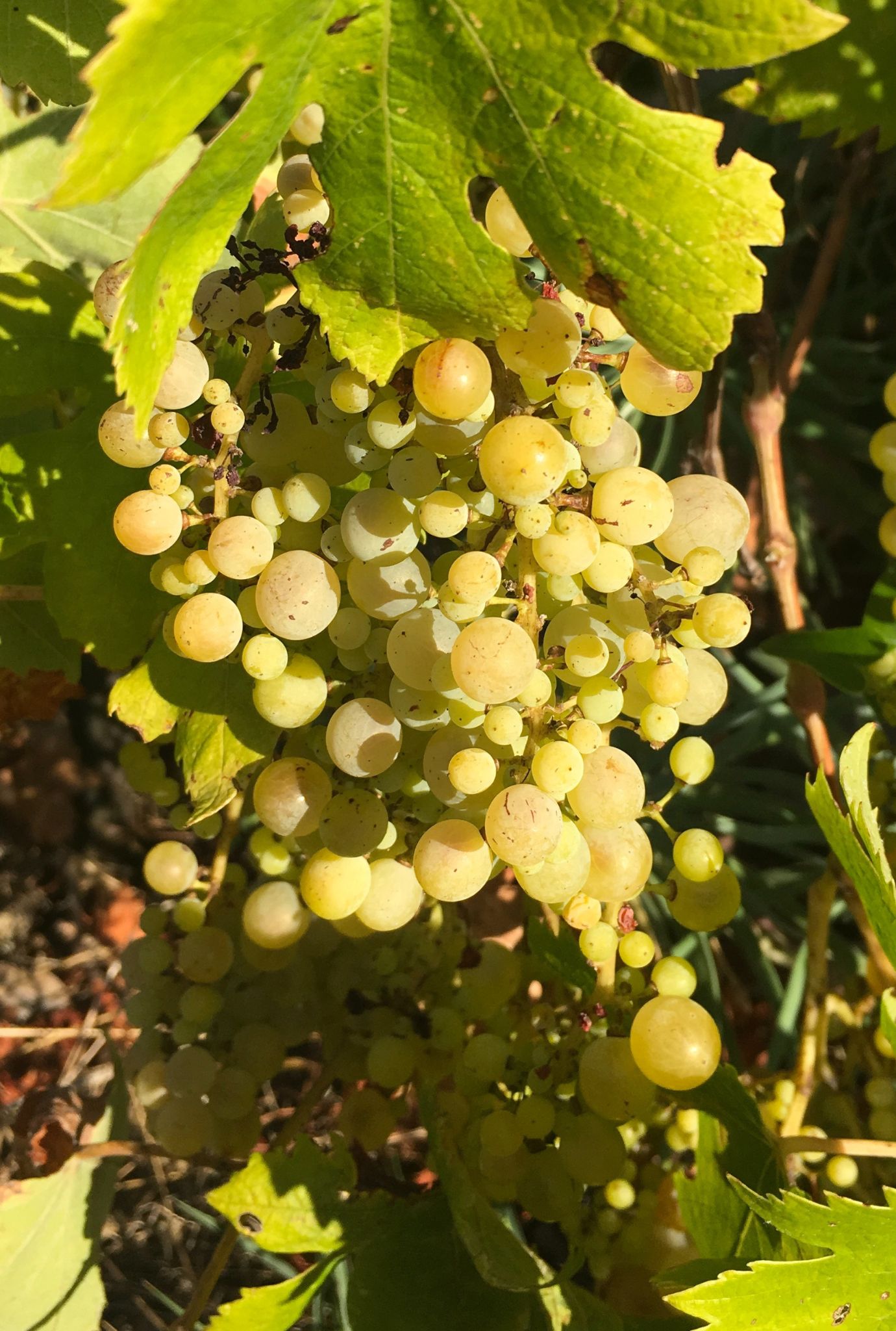 Green Grapes growing amongst large green leaves outside in the sunshine.