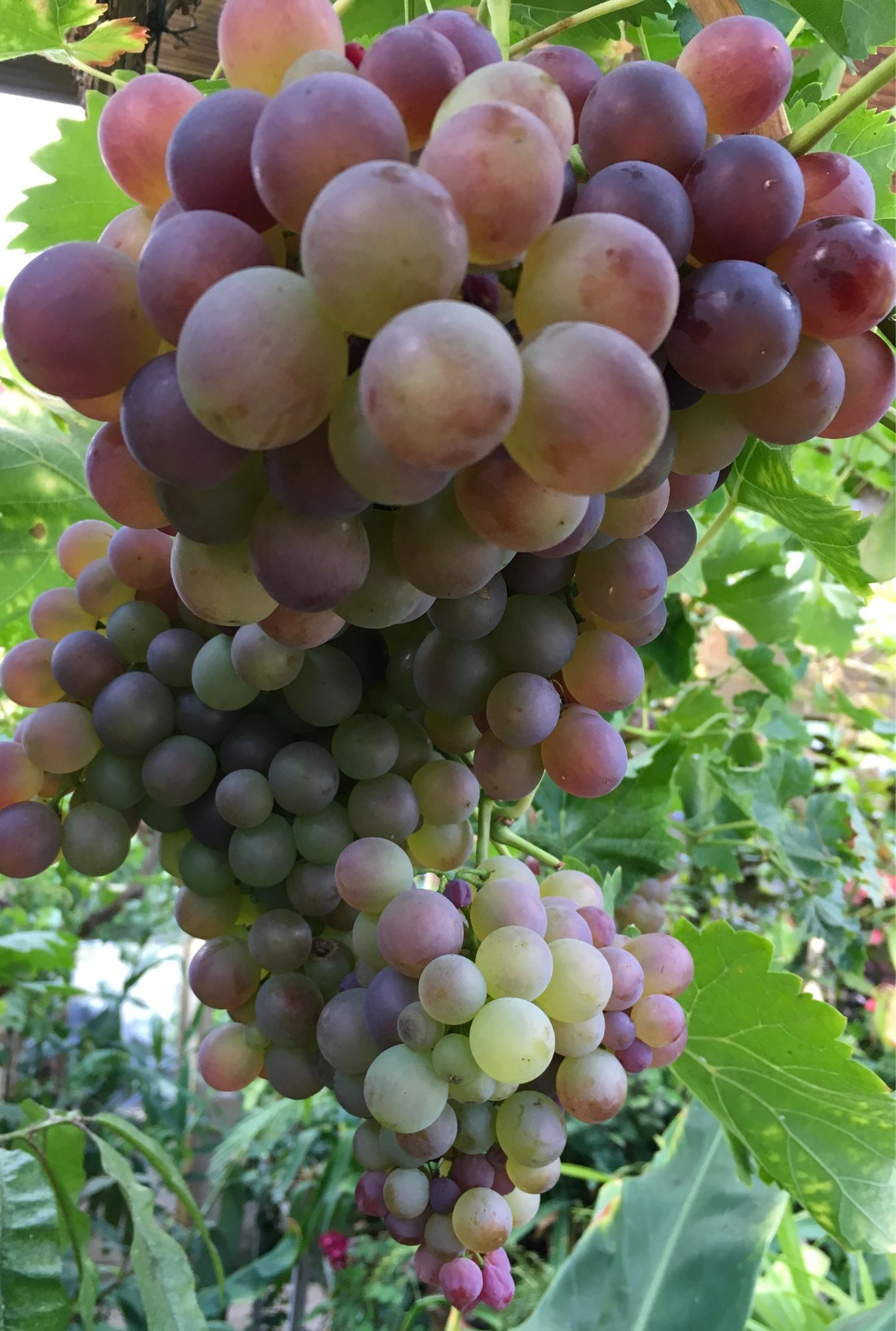 A large bunch of Red Grapes growing on a leafy green vine.