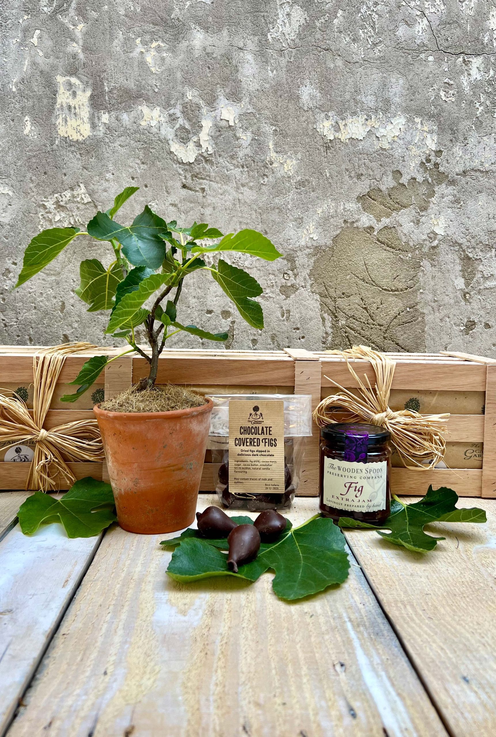 Young Fig tree in terracotta pot with jar of fig jam and chocolate covered figs.