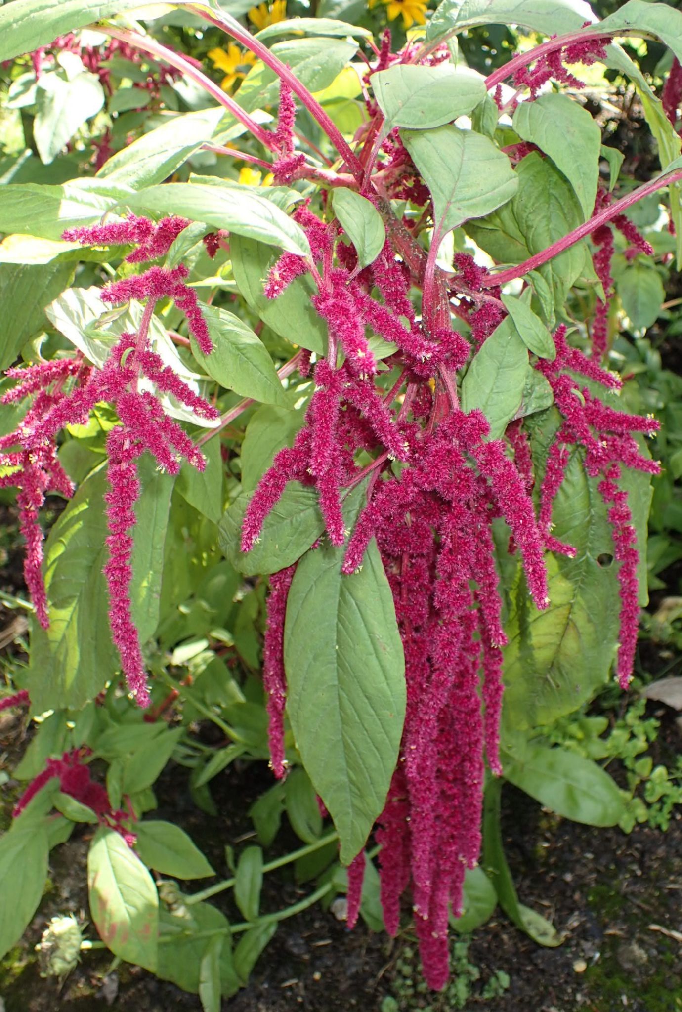 Pink flowering Amaranthus growing amongst pink stems and green leaves.