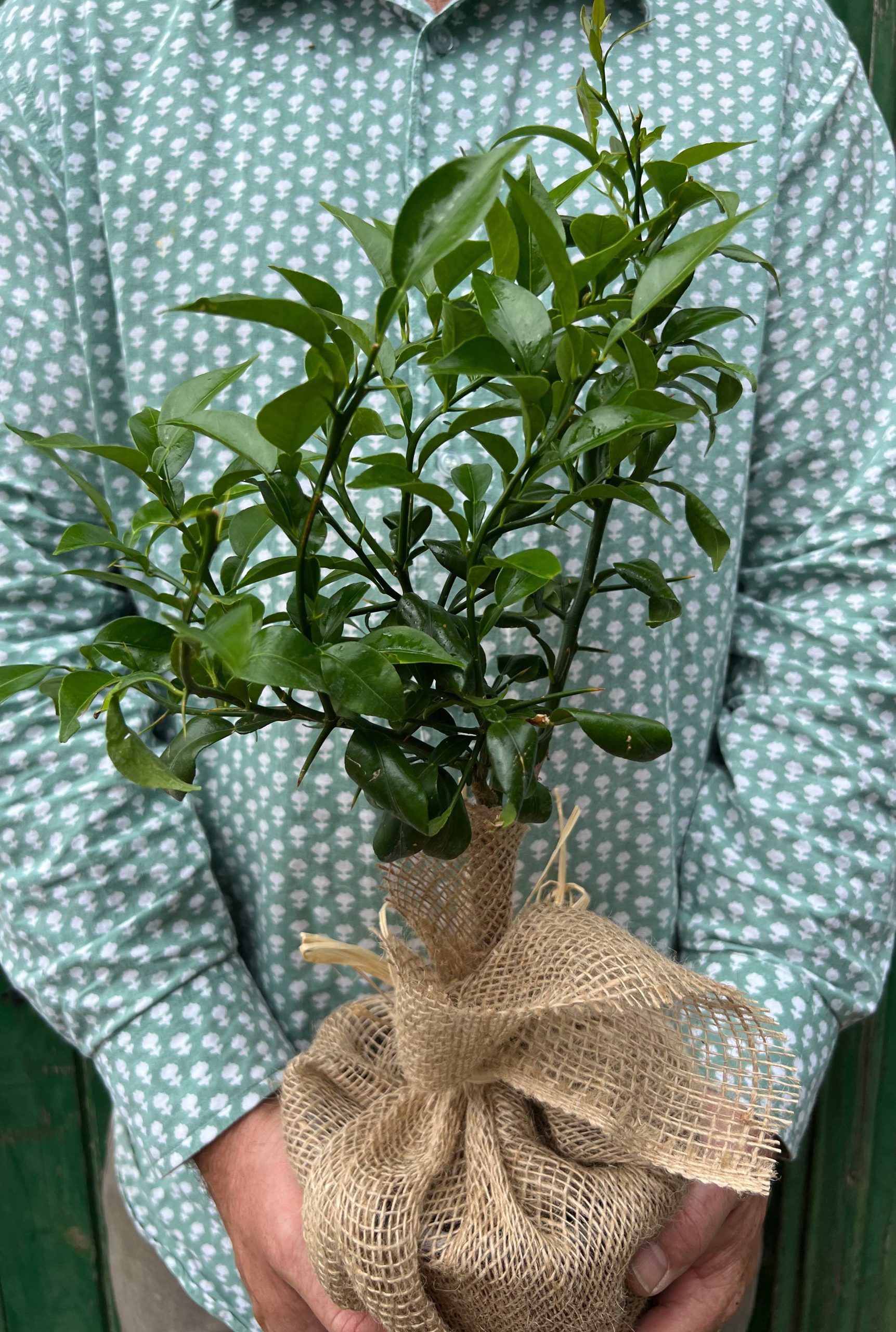 Wonderful Yuzu plant in a hessian wrapped pot being held by our head gardener, Ned.