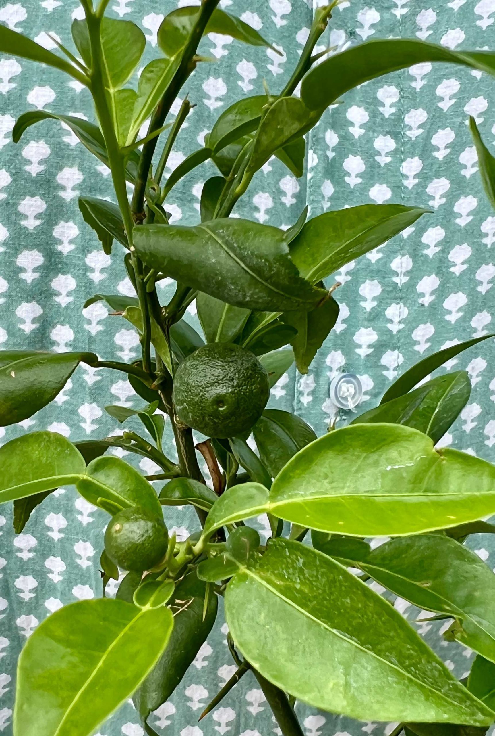 A close up of some lovely young Yuzu fruit.