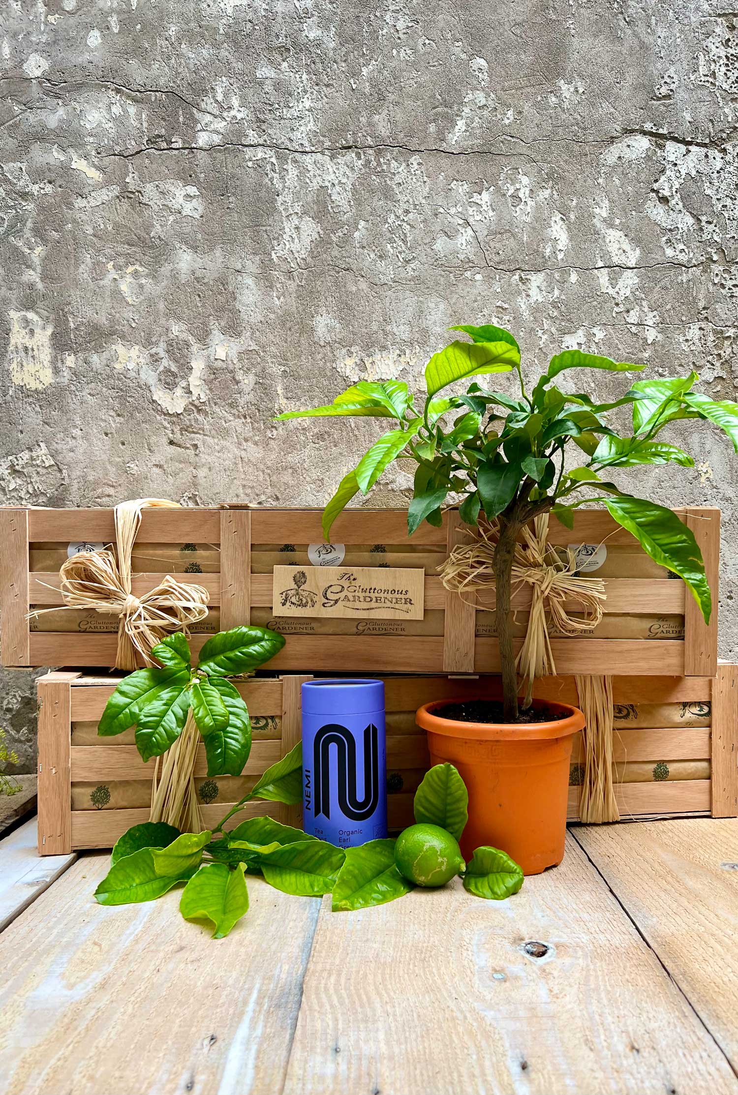 A potted Earl Grey Tea plant with tea leaves and a tube of Earl Grey tea bags positioned in front of two wooden crates.