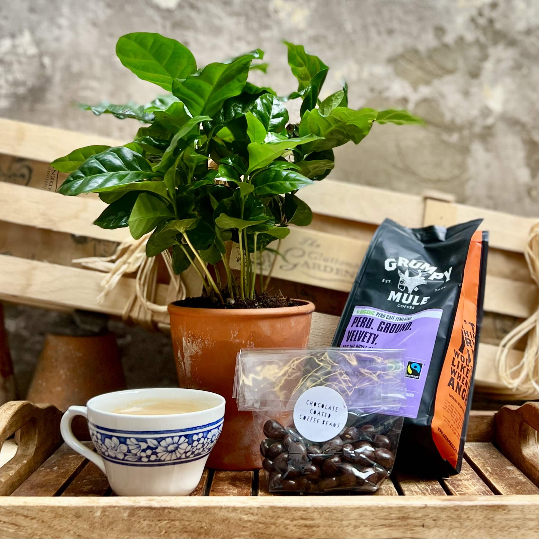 A Coffee arabica plant with shiny green leaves in a terracotta pot next to a sachet of chocolate covered coffee beans, a small cup of coffee and a packet of fairtrade coffee on a wooden tray with a wooden gift crate in the background.