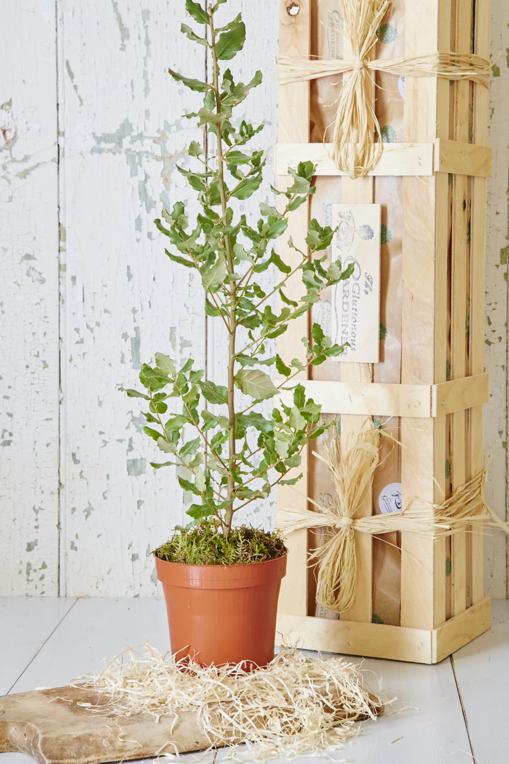 Potted Oak Tree standing next to wooden crate.
