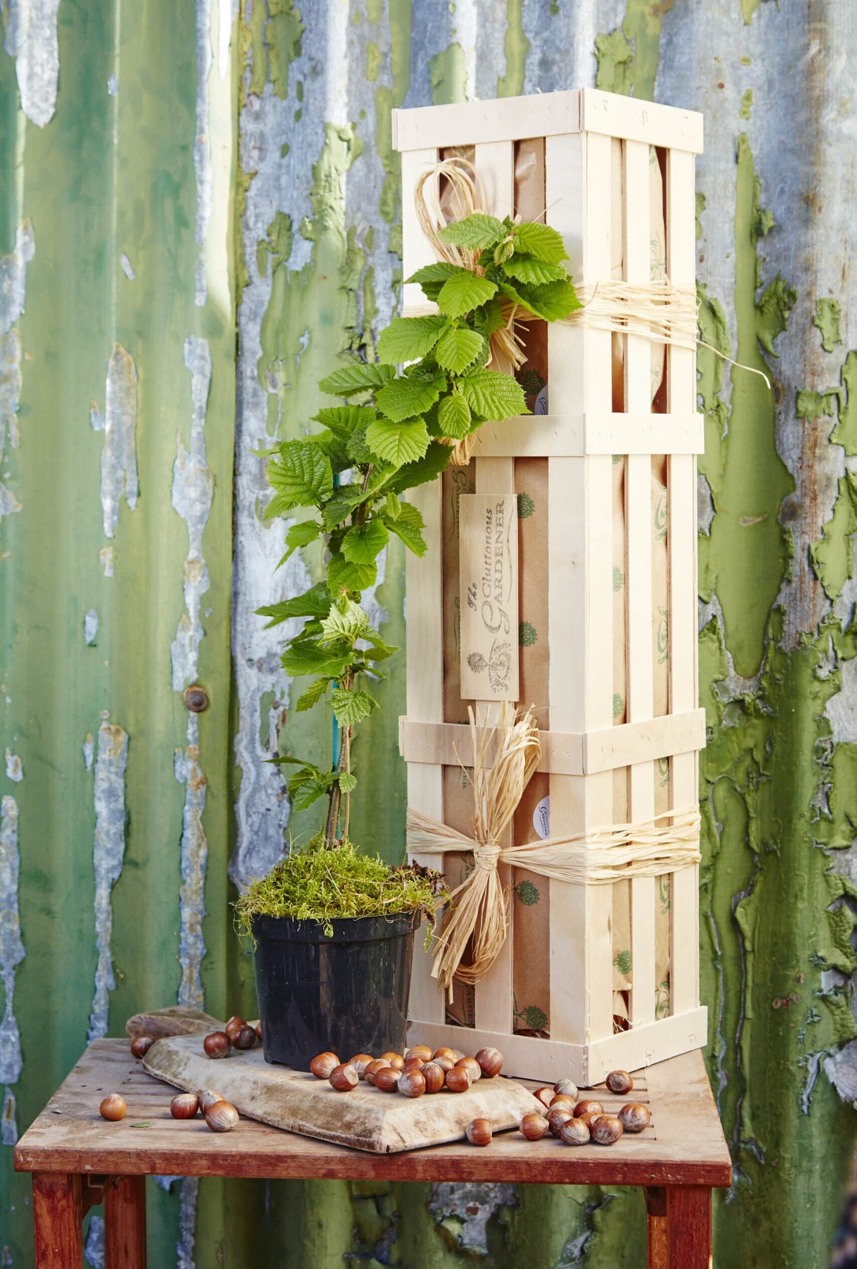 A young, healthy Hazel tree on a wooden board with hazel nuts spread around it next to a wooden gift crate.