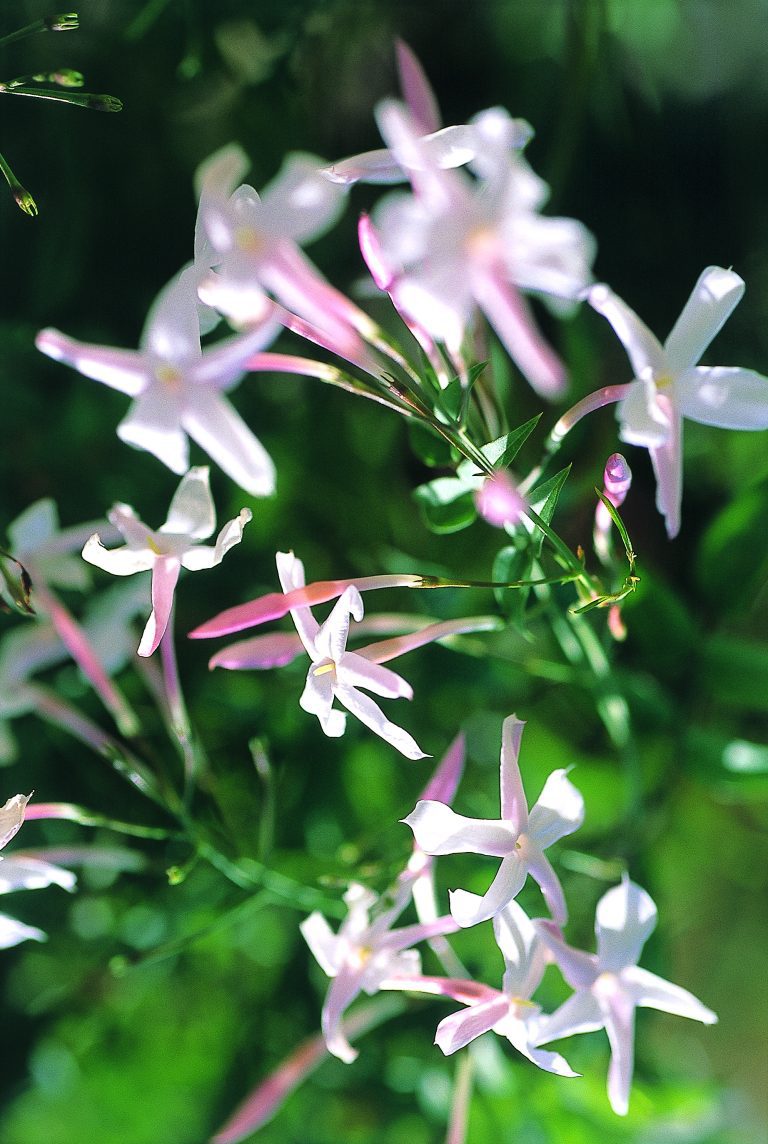 Fresh jasmine plant with vibrant green leaves and small, fragrant white flowers
