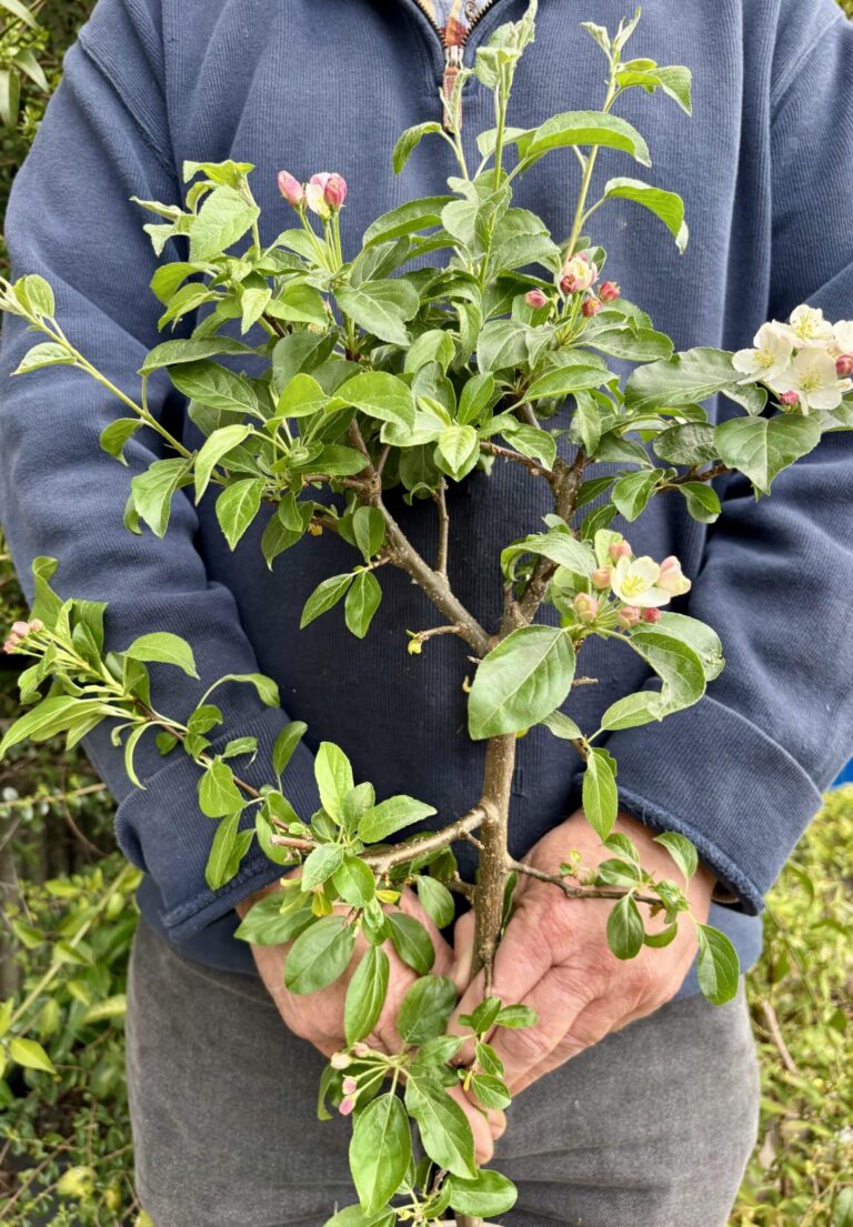 Scented Crab Apple white and pink blossoms growing on a leafy green potted tree being held by man in striped top.