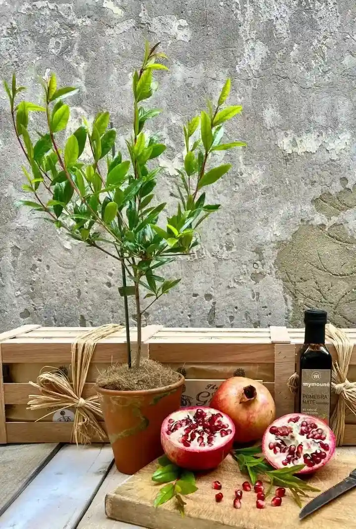 Sends plant gifts from The Gluttonous Gardener. A pomegranate plant and pomegranate molasses in front of a Gluttonous gardener wooden gifting crate.