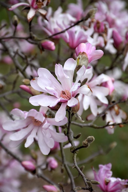 Pale pink scented magnolia flowers on the tree