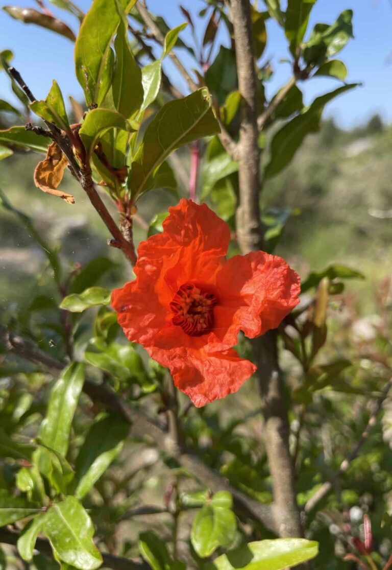 Pomegranate tree with bright red flowers.