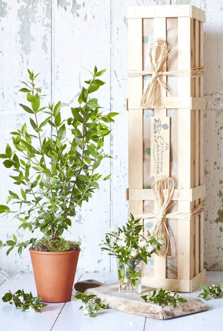 Honour a loved one with our In Loving Memory Myrtle Tree bereavement gift. Myrtle's white flowers symbolise love, creating a beautiful growing memorial.