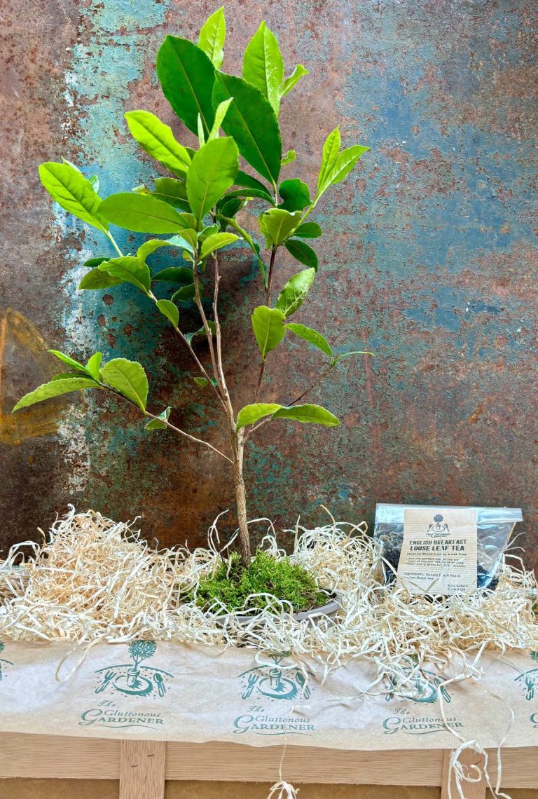 A charming wooden tea gift crate containing a young tea bush in a pot and a box of premium loose-leaf tea, displayed on a rustic wooden surface — the perfect housewarming gift for tea lovers.