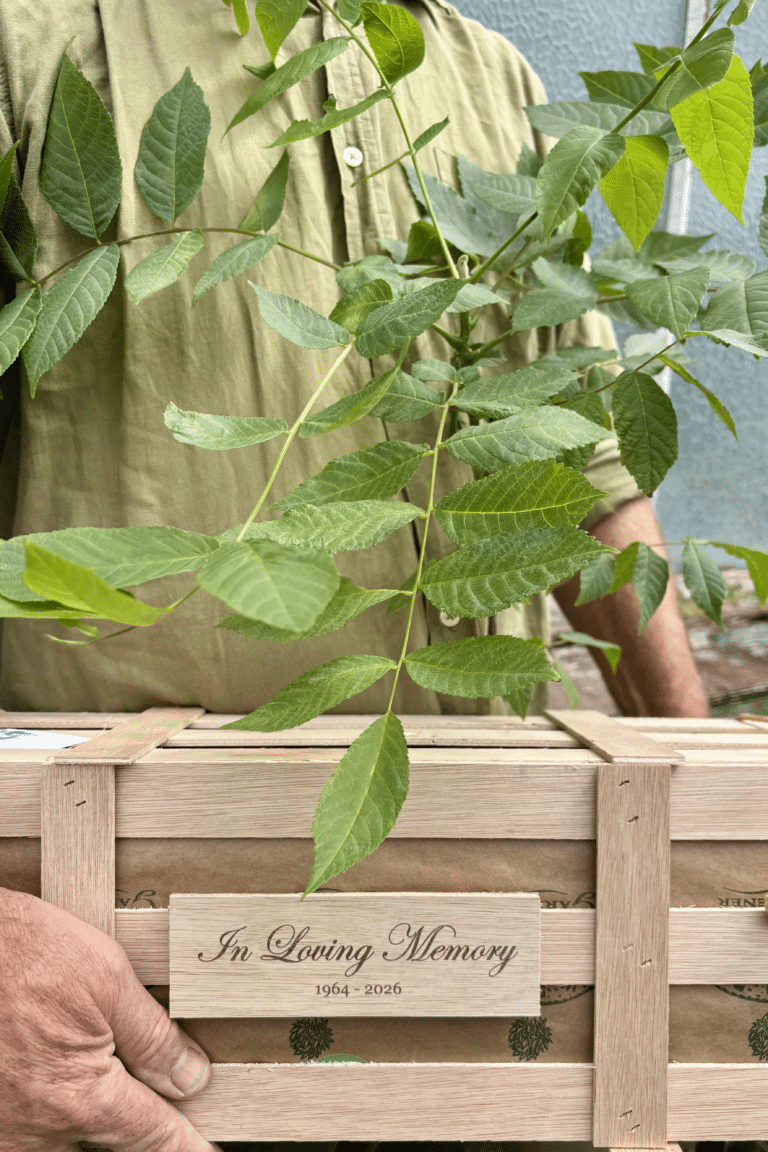 Honour a loved with our thoughtful bereavement gift ideas. A young walnut tree that will become a lasting reminder of cherished memories.