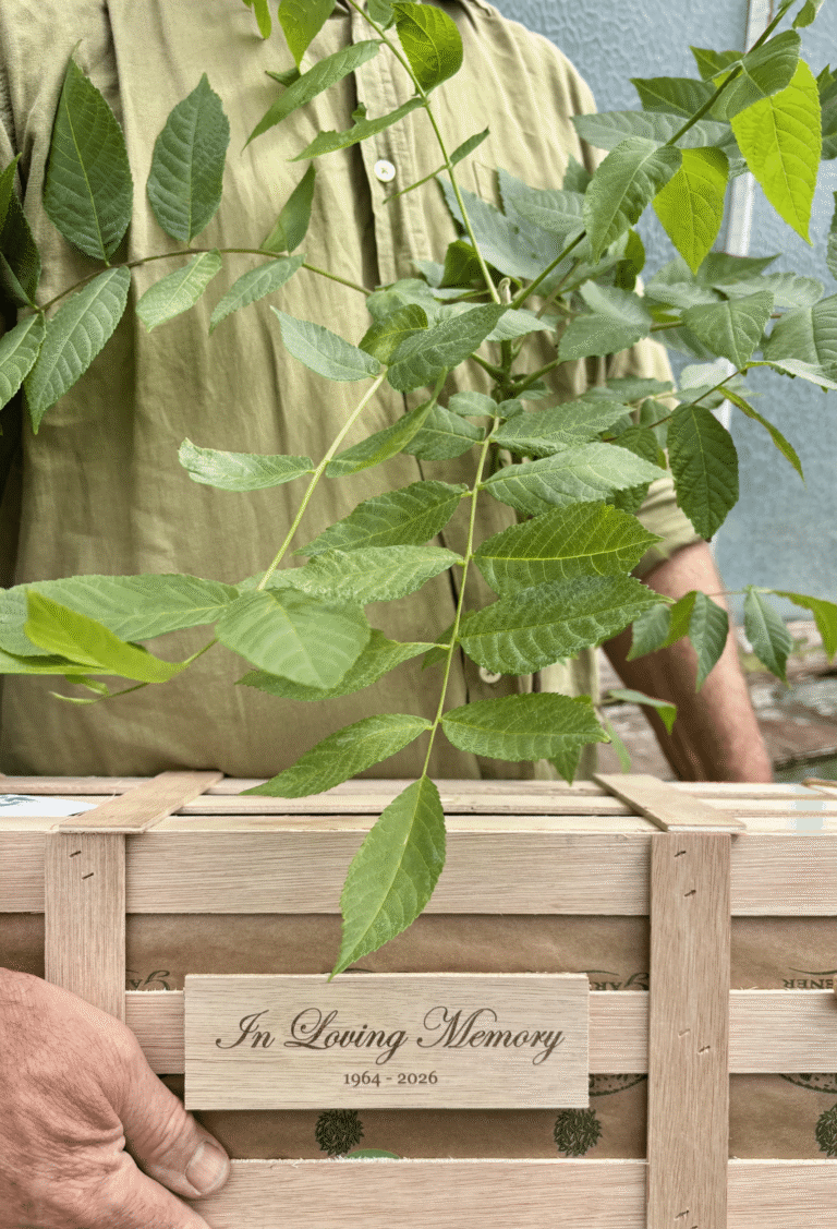 Honour a loved with our thoughtful bereavement gift ideas. A young walnut tree that will become a lasting reminder of cherished memories.