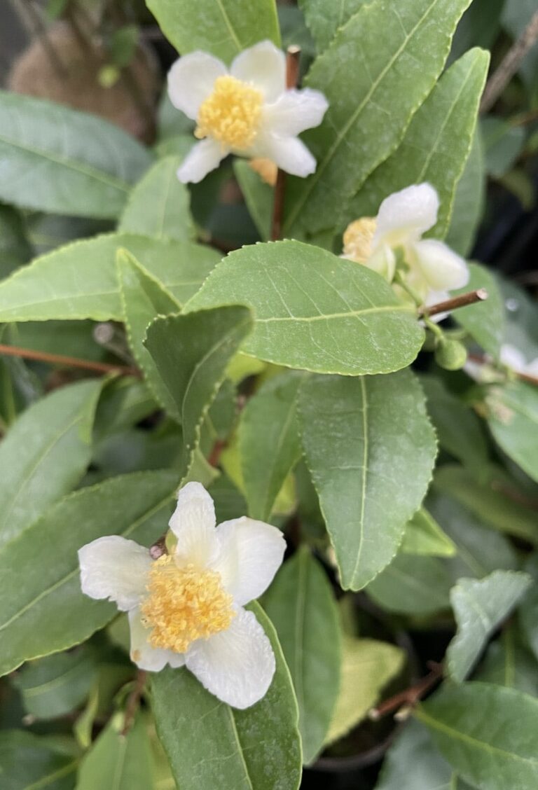 Close-up of delicate white tea flowers with golden yellow centres, set among glossy green tea leaves.