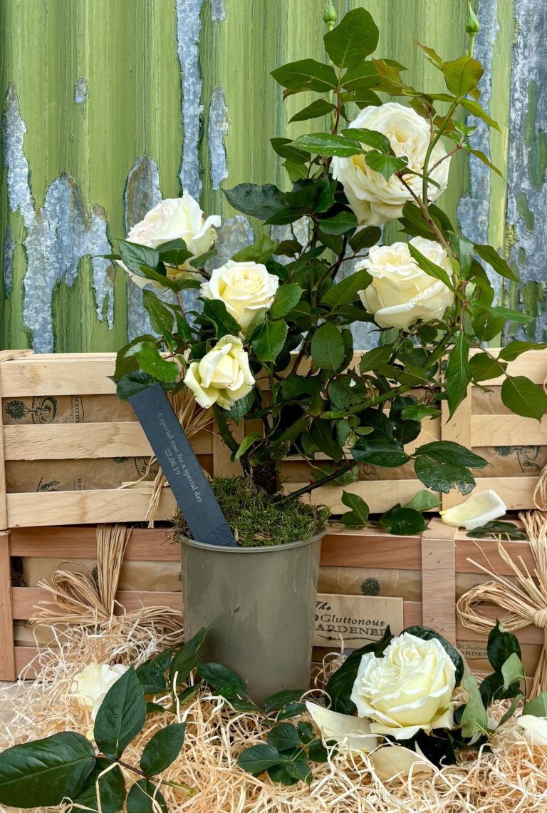 Elegant white rose in a wooden crate with personalised slate stake, perfect as a lasting wedding or anniversary gift