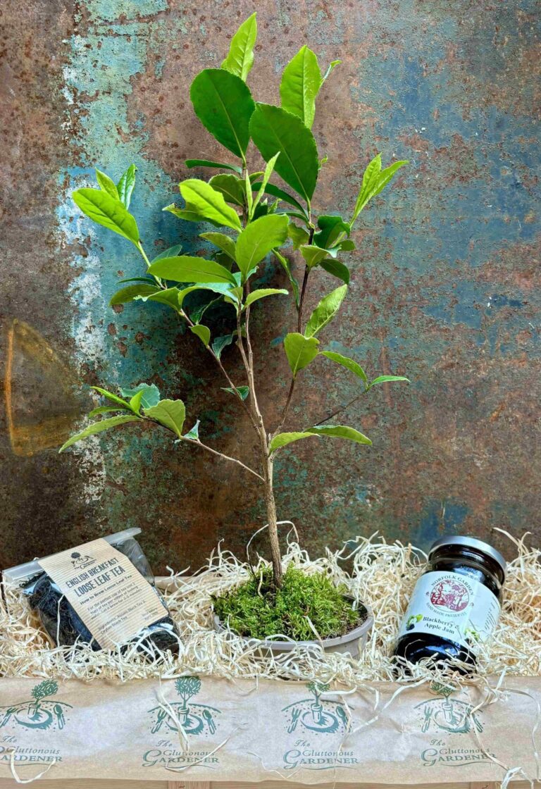 A perfect tea plant gift for tea lovers! Our Afternoon Tea gift crate includes a tea bush, premium loose-leaf tea, and a jar of tasty jam. Free delivery too! 