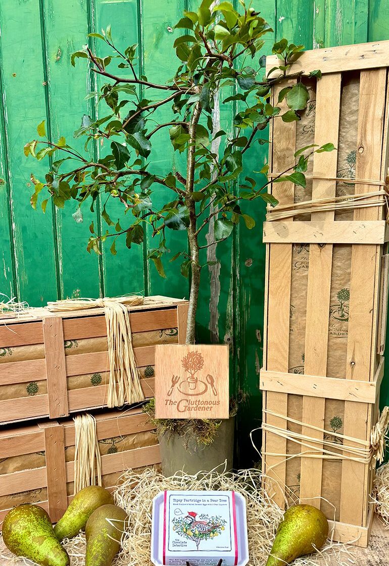 Surprise a loved one with a unique partridge in a pear tree gift this Christmas! This charming wooden crate contains a young pear tree and tasty chocolates.