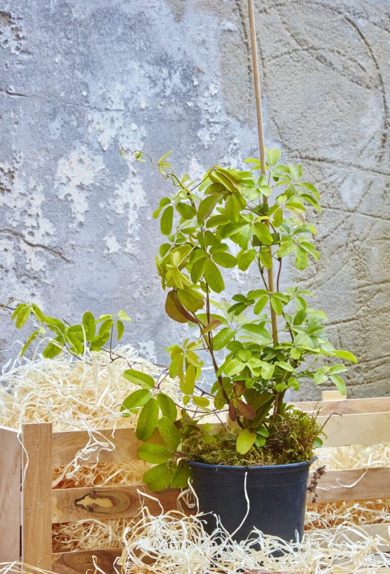Chocolate Vine Gift Crate by The Gluttonous Gardener, Akebia quinata, Chocolate Vine flowers close-up showing chocolatey vanilla scent