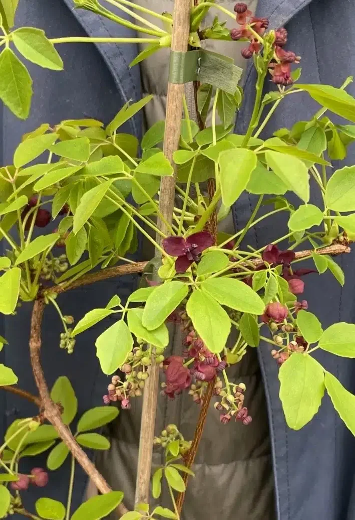 Chocolate Vine Climber with Violet Flowers