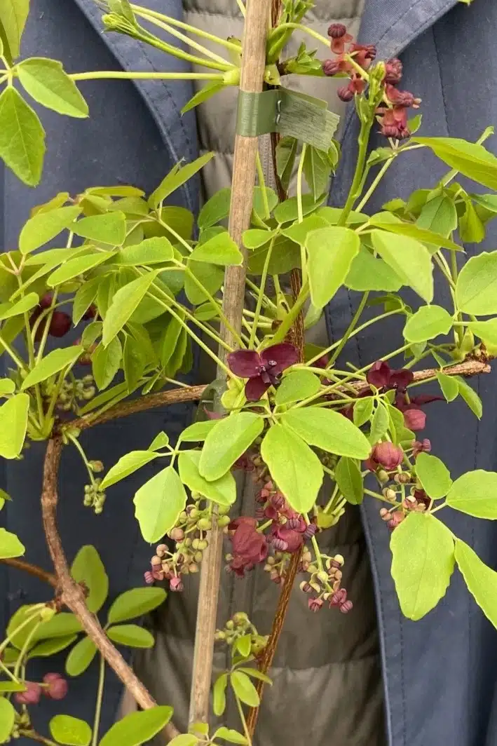 Chocolate Vine Climber with Violet Flowers