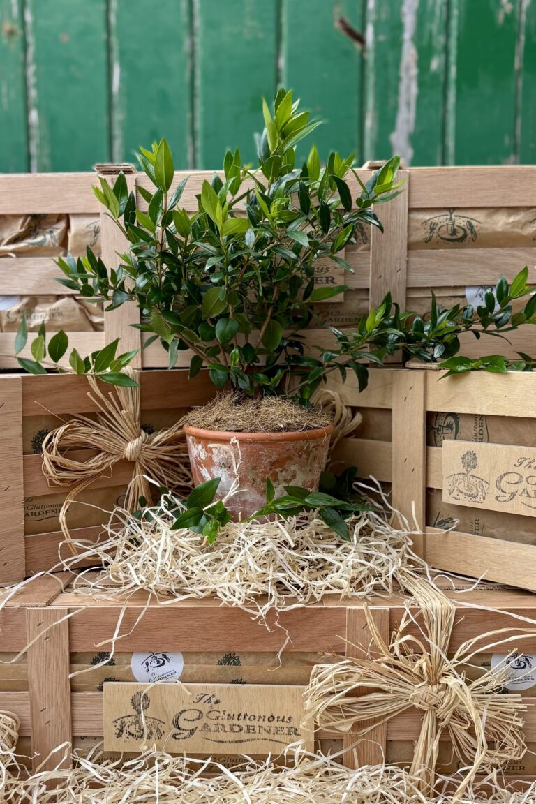 Myrtle Tree gift. Gift a beautiful myrtle tree with shiny green leaves and white star-shaped flowers — perfect for weddings or anniversaries. Free Next day delivery included.