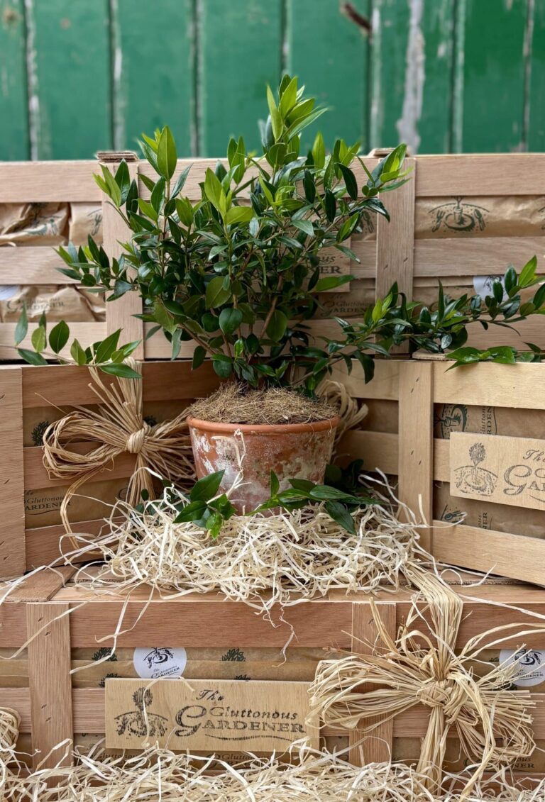 Myrtle Tree gift. Gift a beautiful myrtle tree with shiny green leaves and white star-shaped flowers — perfect for weddings or anniversaries. Free Next day delivery included.