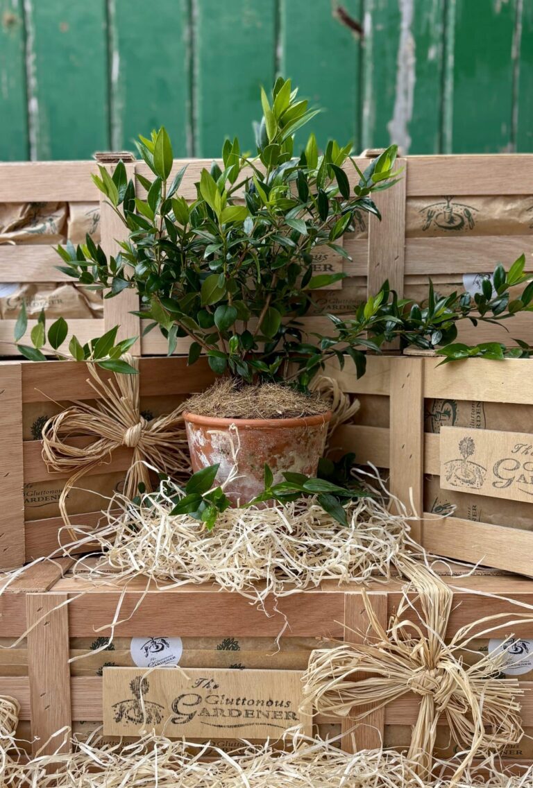 Myrtle Tree gift. Gift a beautiful myrtle tree with shiny green leaves and white star-shaped flowers — perfect for weddings or anniversaries. Free Next day delivery included.
