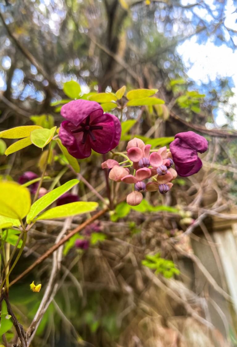 Chocolate Vine Climber with Violet Flowers