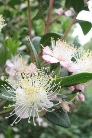 Close-up of myrtle’s snow-white starburst blossoms symbolising love and fidelity