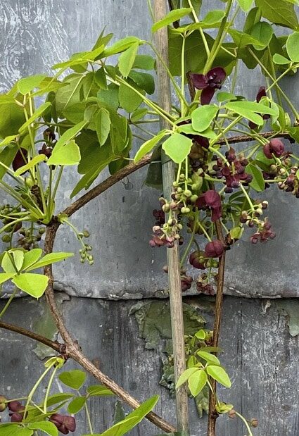 Chocolate Vine Climber with Violet Flowers