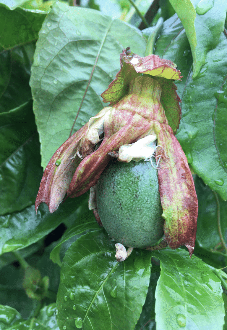 Close up of a Passion Fruit growing in tree amongst leaves.